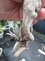 ＫＮ　アルゼンチン産山採り　ティランジア　ペイラノイ（TILLANDSIA PEIRANOI）　　　0.8Ｍ以下_画像4