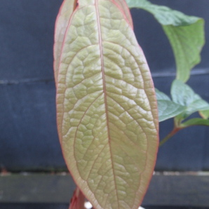 ＫＮ テンナンショウモドキ アンスリューム アリサエモイデス（ANTHURIUM ARISAEMOIDES）    0.8Ｍ以下の画像3