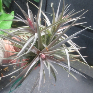 ＫＮ １円！ ティランジア アエラントス ‘ラージフォーム‘（TILLANDSIA AERANTHOS `large form`）    0.8Ｍ以下の画像5