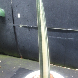 ＫＮ サンスベリア(チトセラン属） フイッシェリー ‘黄縞斑‘（SANSEVIERIA FISCHERI `VARIEGATED`）    0.8Ｍ以下 の画像2