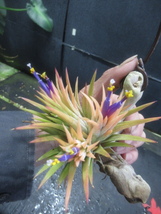 ＫＮ　ティランジア　イオナンタ　‘ピーチ‘（TILLANDSIA IONANTHA `PEACH`）　　　0.8Ｍ以下_画像6