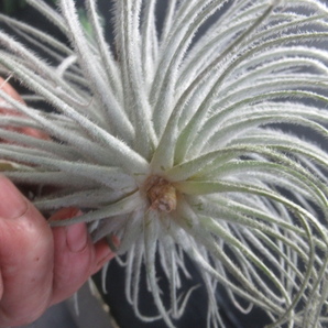 ＫＮ ティランジ テクトラム ‘スモール フォーム‘（TILLANDSIA TECTORUM `SMALL FORM`）    0.8Ｍ以下の画像5