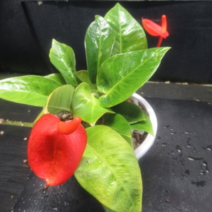 ＫＮ １円！ アンスリューム シェリツェリアナム ハイブリッド ‘スモールレッド‘（ANTHURIUM `SMALL RED`）   0.8Ｍ以下の画像2