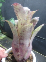 ＫＮ　１円！　ホヘンベルギア　レオポルドホルティｘレメイ（HOHENBERGIA hybrid LEOPORDO-HORSTII ｘ LEMEI`）　　　0.8ｍ以下_画像3