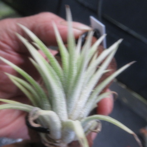 ＫＮ ティランジア イオナンタ ‘レナテマルギネイテッド‘（TILLANDSIA IONANTHA `RENATE MARGINATED`）    0.8Ｍ以下の画像2