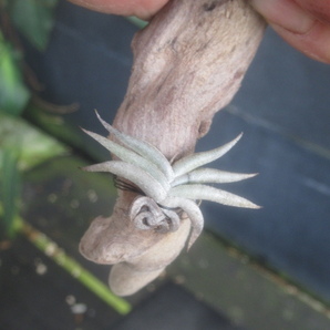 ＫＮ ティランジア ギリエシー var. ‘マイナー‘（TILLANDSIA GILLIESII var. `MINOR`）    0.8Ｍ以下の画像6