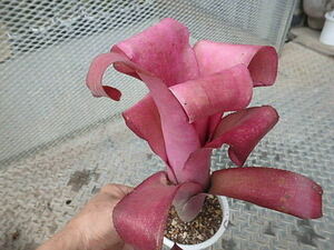 ＫＮ　ビルベルギア(ツツアナナス属）　ハイブリッド　‘ピンクロールリーフ‘（BILLBERGIA hybrid `PINK ROLL LEAF`）　0.8Ｍ以下