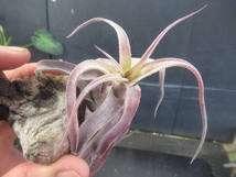 ＫＮ　１円！　ティランジア　ストレプトフィラ　‘レッドクローン‘（TILLANDSIA STREPTOPHYLLA `RED CLONE`）　　　0.8Ｍ以下_画像6