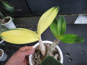 ＫＮ　１円！　丹頂鶴　デンドロビューム(セッコク属）　スペシオーサム（DENDROBIUM SPECIOSUM `VARIEGATED`）　　0.8Ｍ以下