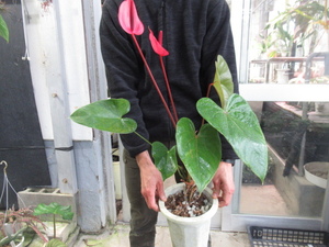 ＫＮ　チューリップ咲アンスリューム(ベニウチワ属）（ANTHURIUM SP.）　　　　1.6Ｍ以下