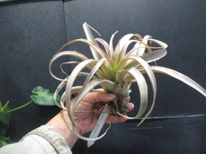 ＫＮ　ティランジア　カピタータ　‘アプリコット‘（TILLANDSIA CAPITATA `APRICOT`）　　　0.8Ｍ以下