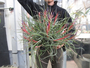 ＫＮ　ジェリードミンゴ作　ティランジア　‘パトリシアマッキーオン‘（TILLANDSIA hybrid `PATRICIA MCKEON`）　　　1.6Ｍ以下