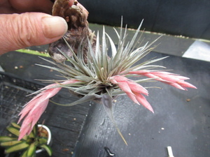 ＫＮ　ティランジア　ロゼイフローラ（TILLANDSIA ROSEIFLORA）　　　　0.8Ｍ以下