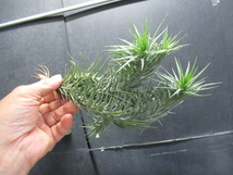 ＫＮ　１円！　ティランジア　アエラントス（TILLANDSIA AERANTHOS）　　　0.8Ｍ以下_画像4