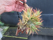 ＫＮ　ティランジア　イオナンタ　‘アプレタード（TILLANDSIA IONANTHA `APRETADO BRT`） 　　0.8Ｍ以下_画像1