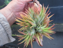 ＫＮ　ティランジア　イオナンタ　‘アプレタード（TILLANDSIA IONANTHA `APRETADO BRT`） 　　0.8Ｍ以下_画像2