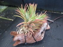 ＫＮ　ティランジア　イオナンタ　‘アプレタード（TILLANDSIA IONANTHA `APRETADO BRT`） 　　0.8Ｍ以下_画像6