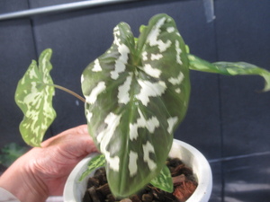 ＫＮ　１円！　カラーデューム　プラエターミッサム‘ヒロビューティ‘（CALADIUM PLAETERMISSUM `HILO BEAUTY`）　　0.8Ｍ以下