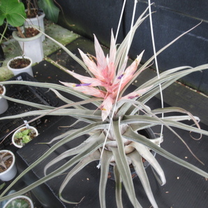 ＫＮ １円！ ティランジア ハイブリッド `ルシール`（TILLANDSIA hybrid `LUCILLE`）   1.2Ｍ以下の画像7