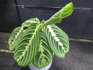 ＫＮ　１円！　マランタ(クズウコン属）　レウコネウラ　‘レモンライム‘（MARANTA LEUCONEURA `LEMON LIME`）　　　0.8Ｍ以下