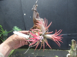 ＫＮ　ドミンゴ作　ティランジア　ハイブリッド　‘ハワイアンレッド‘（TILLANDSIA hybrid `HAWAIIAN RED`）　　　　0.8Ｍ以下