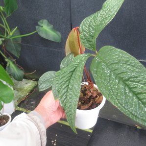 ＫＮ テンナンショウモドキ アンスリューム アリサエモイデス（ANTHURIUM ARISAEMOIDES）    0.8Ｍ以下の画像7