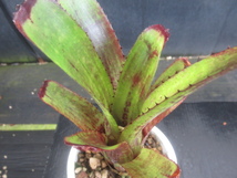 ＫＮ　エクメア(サンゴアナナス属）　ヌディコーリス　ルブラ（AECHMEA NUDICAULIS var, RUBRA）　　　0.8Ｍ以下_画像4