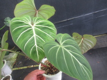 ＫＮ　１円！　フィロデンドロン　グロリオーサム　‘ゼブラ‘（PHILODENDRON GLORIOSUM `ZEBRA`）　　　　1.2Ｍ以下_画像1