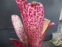 ＫＮ　１円！　ビルベルギア　‘ドンズ　パープルヘイズ‘（BILLBERGIA hybrid `DON`S PURPLE HAZE`）　　　0.8Ｍ以下_画像3