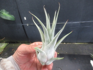 ＫＮ　１円！　ティランジア　ハイブリッド　`ルシール`（TILLANDSIA hybrid `LUCILLE`）　　　　0.8Ｍ以下