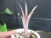 ＫＮ　ビルベルギア(ツツアナナス属）　ディスタチア　バラエティ　マクラタ（BILLBERGIA DISTACHIA var. MACLATA）　　　　0.8Ｍ以下_画像7