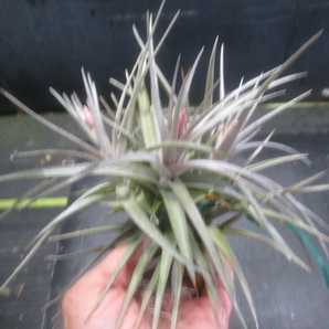 ＫＮ １円！ ティランジア アエラントス ‘ラージフォーム‘（TILLANDSIA AERANTHOS `large form`）    0.8Ｍ以下の画像7