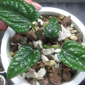 ＫＮ １円！ アンスリューム(ベニウチワ属） ラッポアナム（ANTHURIUM LAPPOANUM）   0.8Ｍ以下の画像4