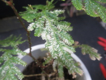 ＫＮ　白斑　セラギネラ(イワヒバ属）　ウィルデノウィ（SELAGINELLA WILLDENOWII `VARIEGATED`）　　　　0.8Ｍ以下_画像1