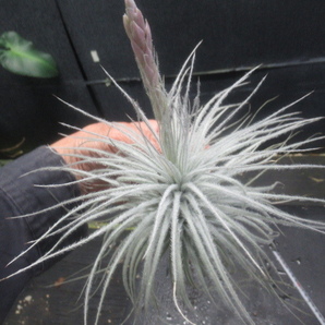 ＫＮ ティランジ テクトラム ‘スモール フォーム‘（TILLANDSIA TECTORUM `SMALL FORM`）    0.8Ｍ以下の画像6