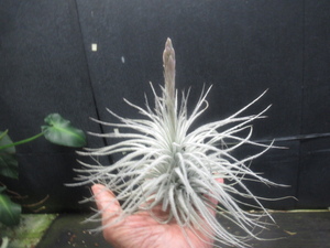 ＫＮ　ティランジ　テクトラム　‘スモール　フォーム‘（TILLANDSIA TECTORUM `SMALL FORM`）　　　　0.8Ｍ以下