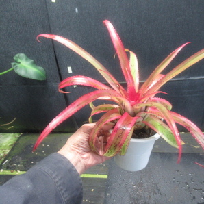 ＫＮ ネオレゲリア ペンデューラ ‘アルボマルギネイテッド‘（NEOREGELIA PENDULA `Albo marginated`）   0.8Ｍ以下の画像5