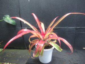 ＫＮ　ネオレゲリア　ペンデューラ　‘アルボマルギネイテッド‘（NEOREGELIA PENDULA `Albo marginated`）　　　0.8Ｍ以下