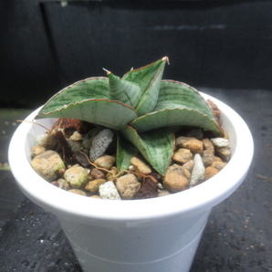 ＫＮ サンスベリア(チトセラン属） ハイブリッド ‘チャビーホワイト‘（SANSEVIERIA hybrid `CHUBBY WHITE`）   0.8Ｍ以下の画像2