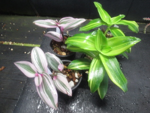 ＫＮ　カリシア　フラグランス　‘メルニコフ‘（CALLISIA FRAGRANS `MELNIKOFF`）２鉢出品　　　　　0.8Ｍ以下