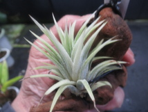 ＫＮ　ティランジア　イオナンタ　‘レナテマルギネイテッド‘（TILLANDSIA IONANTHA `RENATE MARGINATED`）　　　　0.8Ｍ以下_画像3