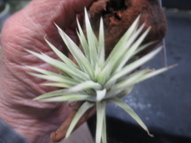 ＫＮ　ティランジア　イオナンタ　‘レナテマルギネイテッド‘（TILLANDSIA IONANTHA `RENATE MARGINATED`）　　　　0.8Ｍ以下_画像4