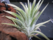 ＫＮ　ティランジア　イオナンタ　‘レナテマルギネイテッド‘（TILLANDSIA IONANTHA `RENATE MARGINATED`）　　　　0.8Ｍ以下_画像6