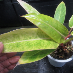 ＫＮ フィロデンドロン ハイブリッド ‘ゴールデンアロー‘（PHILODENDRON hybrid `GOLDEN ARROW`）   0.8Ｍ以下の画像3