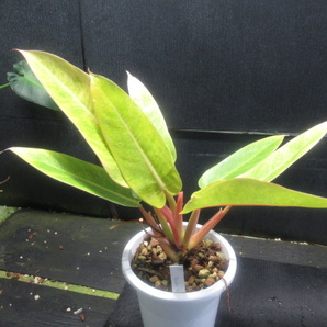 ＫＮ フィロデンドロン ハイブリッド ‘ゴールデンアロー‘（PHILODENDRON hybrid `GOLDEN ARROW`）   0.8Ｍ以下の画像1