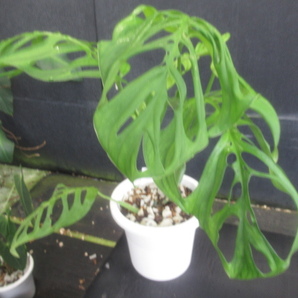 ＫＮ モンステラ(ホウライショウ属） ｓｐ．‘エスケレート‘（MONSTERA sp. `ESQUELETO`）   1.2Ｍ以下の画像4