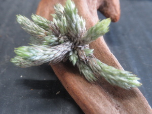 ＫＮ　１円！　アルゼンチン山採り　ティランジア　ミヌティフローラ（TILLANDSIA MINUTIFLORA）　　　0.8Ｍ以下