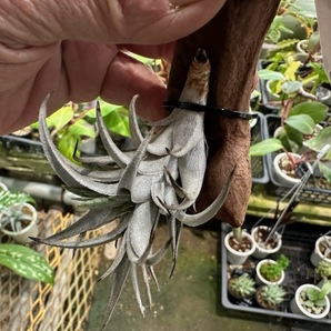 ＫＮ アルゼンチン山採り株！ ティランジア ゼッチェリー ゼッチェリー（TILLANDSIA ZECHERI var. ZECHRRI）   0.8Ｍ以下の画像5