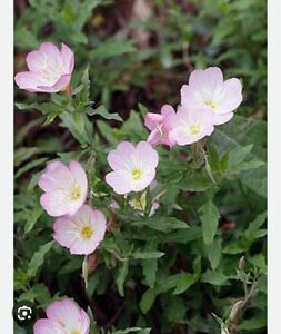 昼咲月見草(多年草・宿根草)の根付き苗 ５株