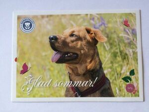 【北欧雑貨スウェーデン】未使用・古いポストカード・コラージュ素材に◆絵葉書《イヌの写真・ポストカード・楽しい夏を！》　